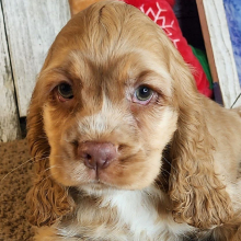 Cocker Spaniel Puppy Gene