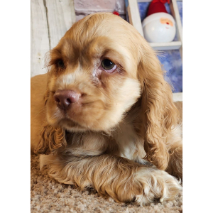 Cocker Spaniel Puppy Gene