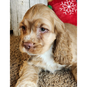 Cocker Spaniel Puppy Gene