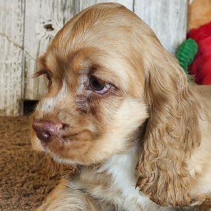 Cocker Spaniel Puppy Gene