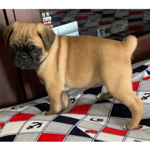 Pug Puppy Coco