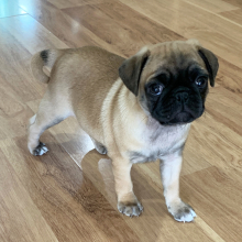 Pug Puppy Coco