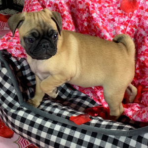 Pug Puppy Coco
