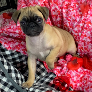 Pug Puppy Coco