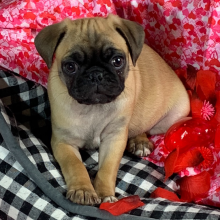 Pug Puppy Coco