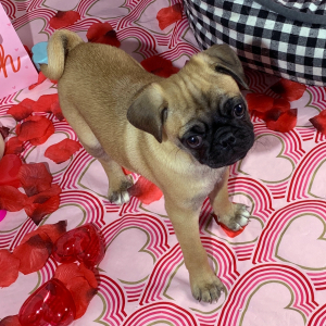 Pug Puppy Coco