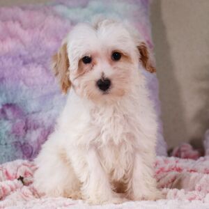 Poo-Ton Puppy Felicia