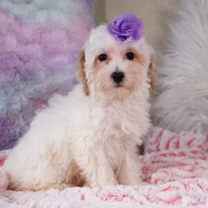 Poo-Ton Puppy Felicia