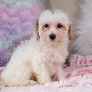 Poo-Ton Puppy Felicia