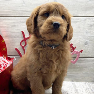 Goldendoodle Puppy Finley