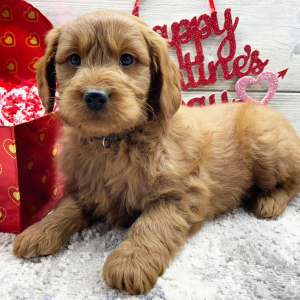Goldendoodle Puppy Finley