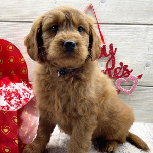 Goldendoodle Puppy Finley
