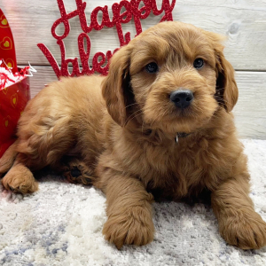 Goldendoodle Puppy Finley