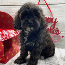 Cockapoo Puppy Evelyn