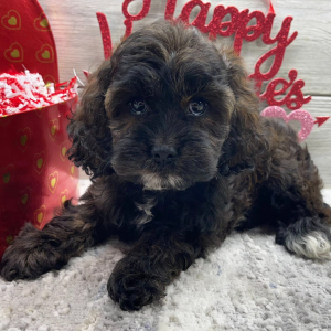 Cockapoo Puppy Evelyn