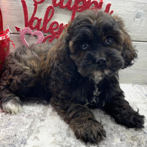 Cockapoo Puppy Evelyn