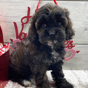 Cockapoo Puppy Evelyn