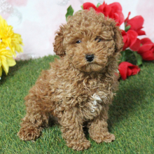 Poodle Puppy Tia