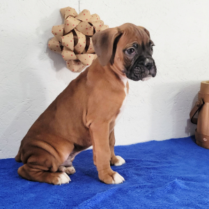 Boxer Puppy Blake
