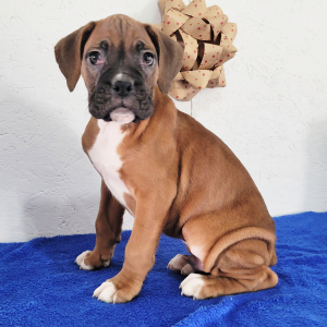 Boxer Puppy Blake