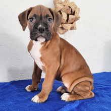 Boxer Puppy Blake