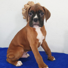 Boxer Puppy Blake
