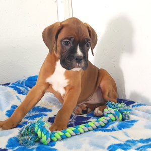 Boxer Puppy Blake