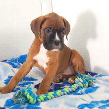 Boxer Puppy Blake