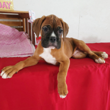 Boxer Puppy Blake