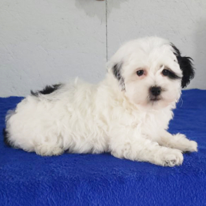 Havapoo Puppy Reba