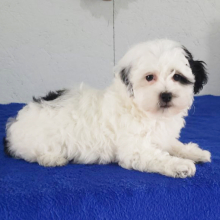 Havapoo Puppy Reba