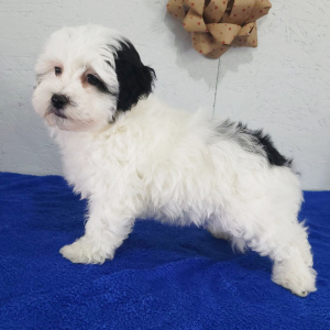 Havapoo Puppy Reba