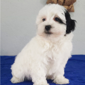 Havapoo Puppy Reba