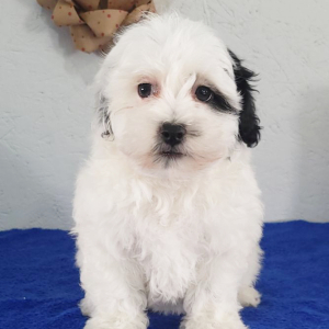 Havapoo Puppy Reba