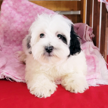 Havapoo Puppy Reba