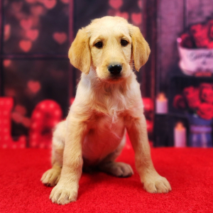 Labradoodle Puppy Minnie