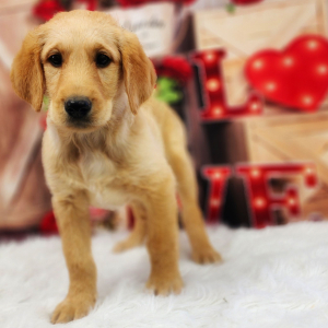 Labradoodle Puppy Minnie