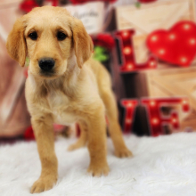 Labradoodle Puppy Minnie