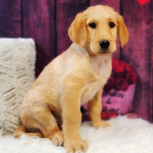 Labradoodle Puppy Minnie