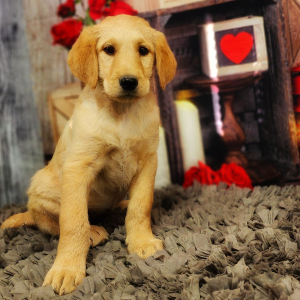 Labradoodle Puppy Minnie