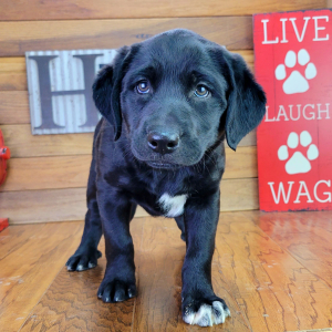 Aussiedor Puppy Bella