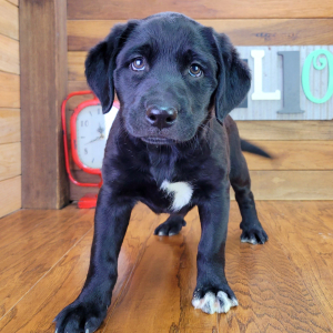 Aussiedor Puppy Bella