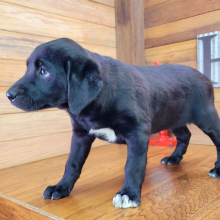 Aussiedor Puppy Bella