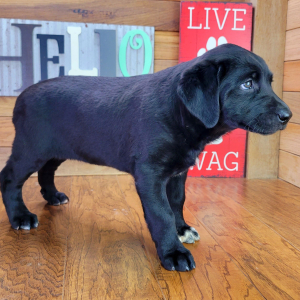 Aussiedor Puppy Bella