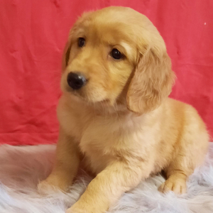 Golden Retriever Puppy Moxie
