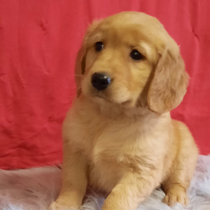 Golden Retriever Puppy Moxie