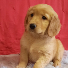Golden Retriever Puppy Moxie
