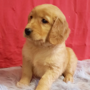 Golden Retriever Puppy Moxie