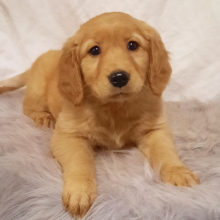 Golden Retriever Puppy Moxie