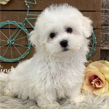 Bichon Frise Puppy Neesha